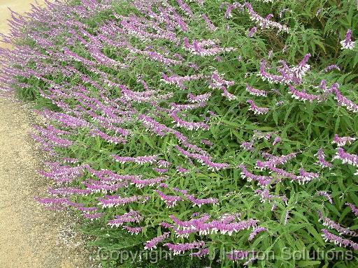 Salvia leucantha 